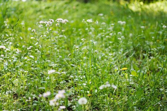 Philadelphia Fleabane blooming in a sunny spring field
