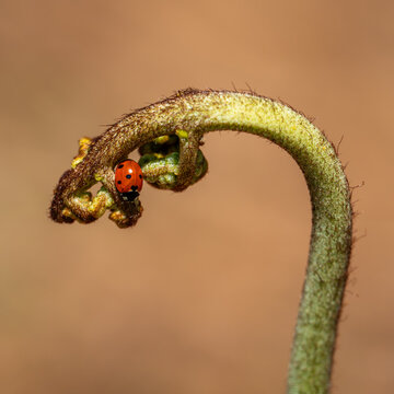 A Seven-spot Ladybird on Bracken