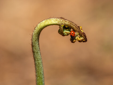 A Seven-spot Ladybird on Bracken