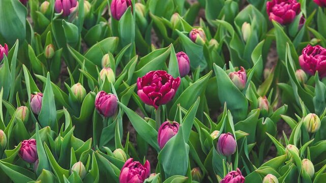 Dark pink double tulips bloom among green leaves in garden