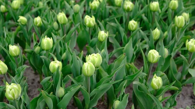 Green tulips growing in a field
