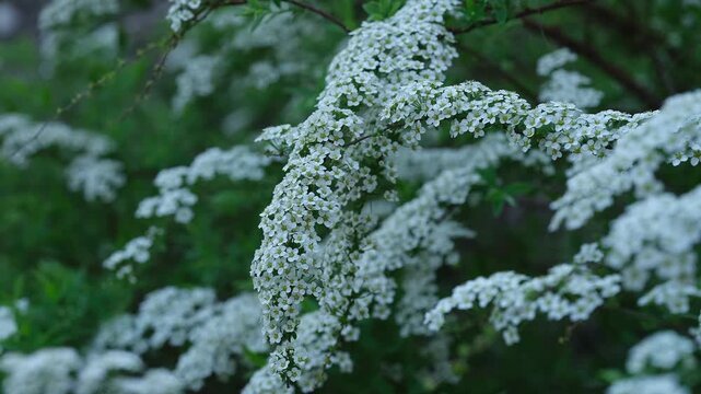 Branches of a spirea bush are covered in clusters of delicate white blossoms in spring garden. Close-up