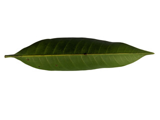 Fototapeta premium Green leaf isolated on plain background isolated on transparent background