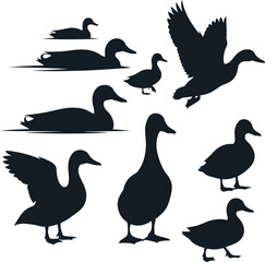 Fototapeta premium Ducks in various poses vector Vector