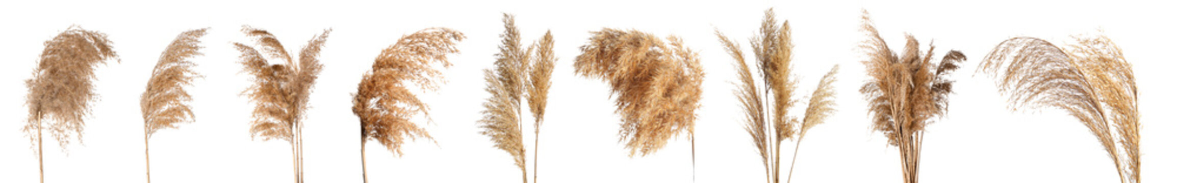 Collage of dry reeds on white background
