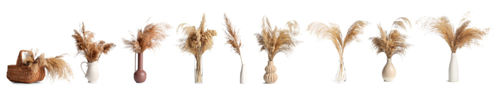 Set of dry reeds on white background