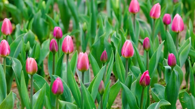 Pink tulips blooming in a field during springtime