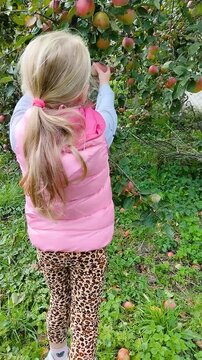 A little girl picks ripe apples from a tree, A blond girl in a pink vest picks a red and yellow apple from a tree branch. A wooden box full of the harvest stands nearby on the grass.