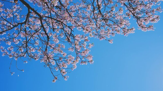 4K スローモーション　日本の春の風景、多摩川沿いの美しい桜並木と桜吹雪