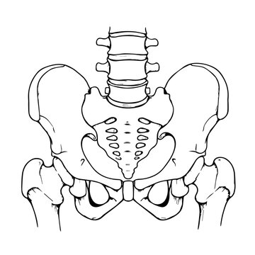 Anatomical illustration of the pelvis and lower spine featuring the ilium, sacrum, coccyx and spinal column from a frontal view.