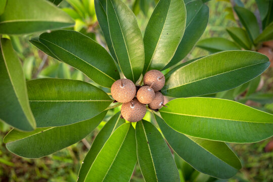 Young Sawo manila fruit (Manilkara zapota) on the tree, commonly known as sapodilla, sapota, chikoo, naseberry, or nispero