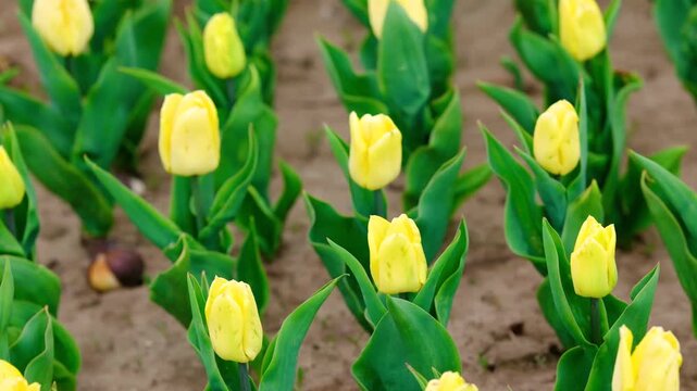 Rows of yellow tulips growing in soil