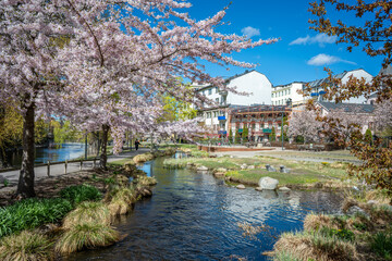 Fototapeta premium Cherry blossom in waterfront park Strömparken during spring in Norrköping. Norrköping is a historic industrial town in Sweden