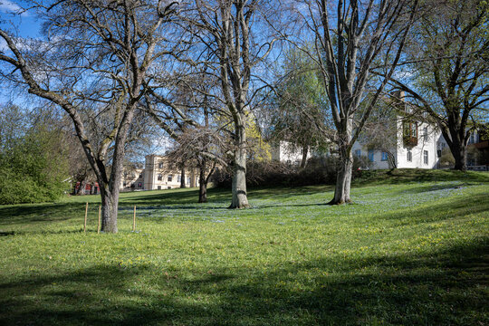 Squill flowering in city park &Aring;backarna along Motala Stream in Norrk&ouml;ping. Norrk&ouml;ping is a historic industrial town in Sweden.