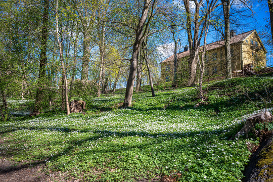 Wood anemone flowering in city park &Aring;backarna along Motala Stream in Norrk&ouml;ping. Norrk&ouml;ping is a historic industrial town in Sweden.
