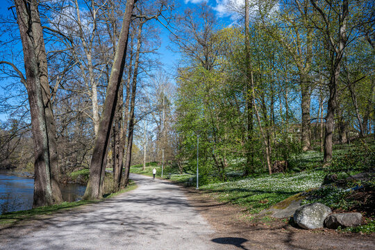 Wood anemone flowering in city park &Aring;backarna along Motala Stream in Norrk&ouml;ping. Norrk&ouml;ping is a historic industrial town in Sweden.