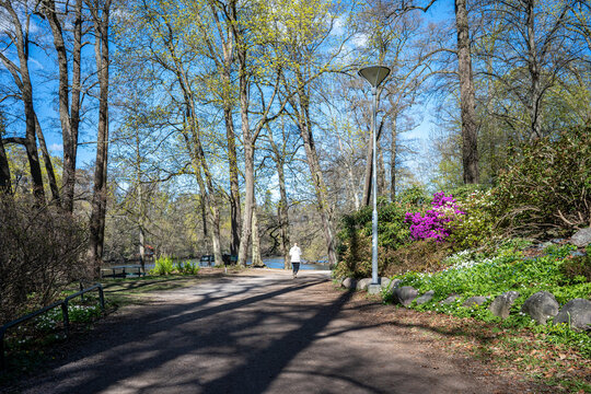  Rhododendron and wood anemone flowering in city park &Aring;backarna along Motala Stream in Norrk&ouml;ping. Norrk&ouml;ping is a historic industrial town in Sweden.
