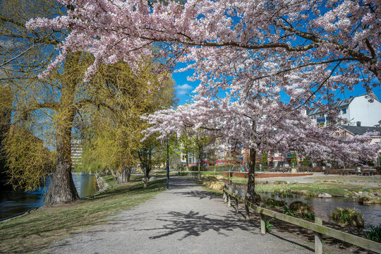 Cherry blossom in waterfront park Str&ouml;mparken during spring in Norrk&ouml;ping. Norrk&ouml;ping is a historic industrial town in Sweden