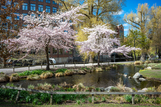 Cherry blossom in waterfront park Str&ouml;mparken during spring in Norrk&ouml;ping. Norrk&ouml;ping is a historic industrial town in Sweden