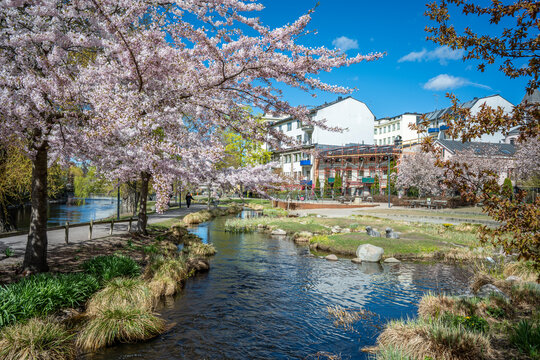 Cherry blossom in waterfront park Str&ouml;mparken during spring in Norrk&ouml;ping. Norrk&ouml;ping is a historic industrial town in Sweden