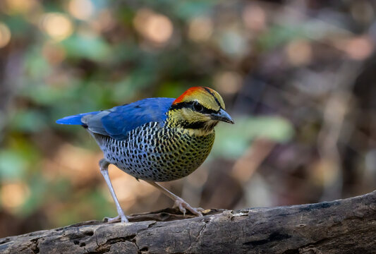 Blue Pitta (Hydrornis cyaneus) male perched on a mossy log in the tropical forest.