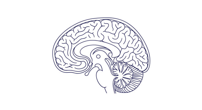 Blue line art cross section of a human brain showing complex internal structures provides a clear anatomical view for neurological and medical science.