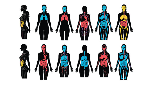 Collection of female silhouettes with highlighted internal organ systems provides a comparative overview for anatomical study and medical education.