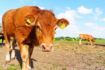 Obraz premium Brown Cattle with Ear Tags in Rural German Pasture under Sunny Blue Sky