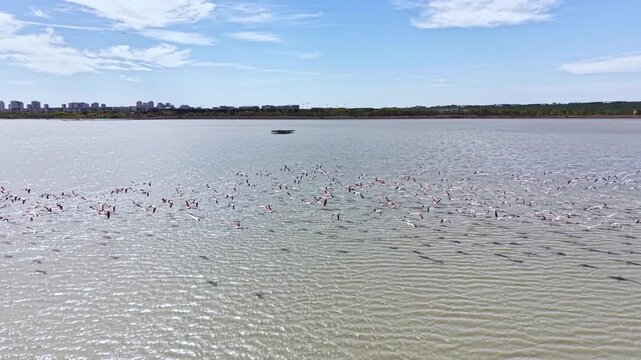 A flock of flamingos takes to the skies above a lake. The birds create a display of movement while the city skyline is visible far back. Water ripples as they fly.