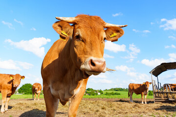 Portrait of Limousin Cattle Grazing on Organic Farm in Germany © Katie Chizhevskaya