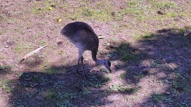 A rhea, also known as a &ntilde;and&uacute;, is standing on grass with shadows cast around it in a natural outdoor environment, Talice Eco Park, Flores Department, Uruguay