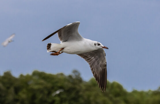 A migratory Lesser Black-backed Gull in flight, photographed from Dolphin Viewpoint Red Bridge, Samut Sakhon, Thailand.