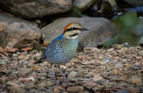 Male Blue Pitta (Hydrornis cyaneus) standing on the ground.