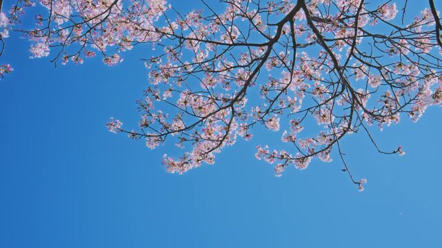 4K スローモーション　日本の春の風景、多摩川沿いの美しい桜並木と桜吹雪