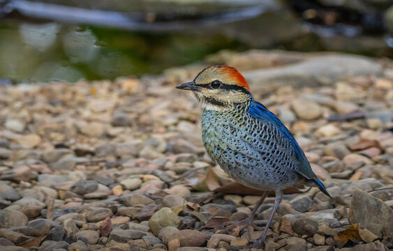 Male Blue Pitta (Hydrornis cyaneus) standing on the ground.