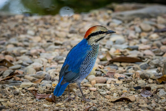 Male Blue Pitta (Hydrornis cyaneus) standing on the ground.