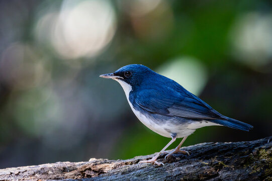 Male Siberian Blue Robin Perched on Mossy Log.