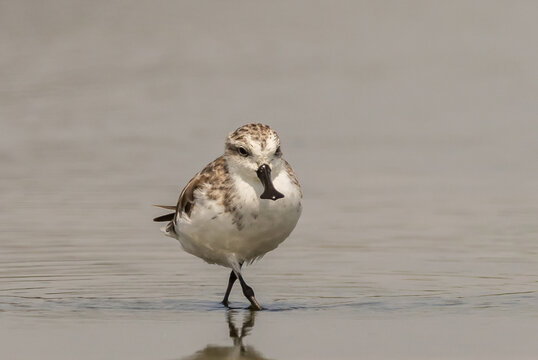 Critically Endangered Spoon-billed Sandpiper foraging in mudflat  Thailand.