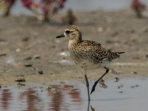 A juvenile Pacific Golden Plover with intricate golden-speckled plumage is foraging along a coastal mudflat, stepping into a shallow water reflection. Reddish shoreline vegetation is in the soft-focus