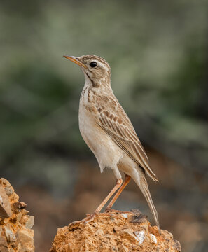 Tawny Pipit bird perched on a rock.