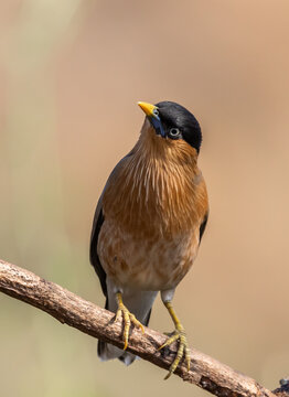 Alert Brahminy Myna on thorny perch.
