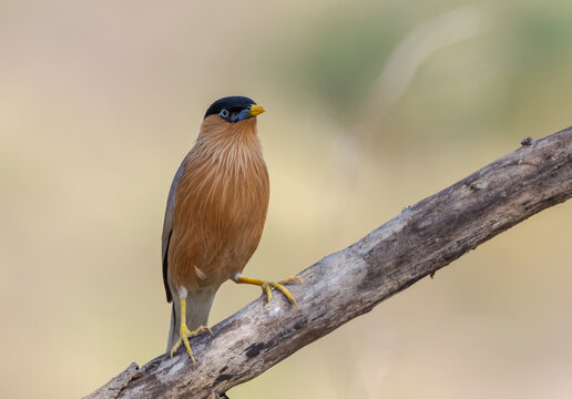 Alert Brahminy Myna on thorny perch.