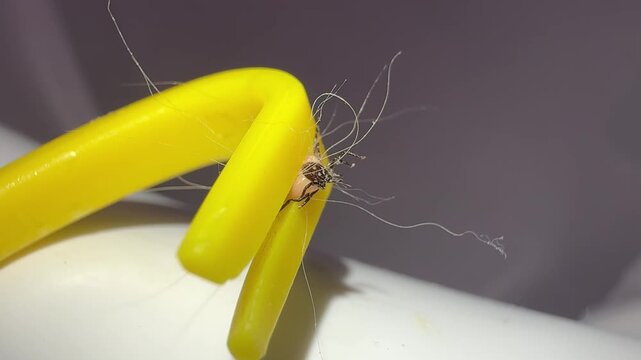 Removing ixodes ricinus tick with yellow tweezers. Close up of a live castor bean tick held by a special yellow tool for parasite removal from pets like dogs, showing its moving legs