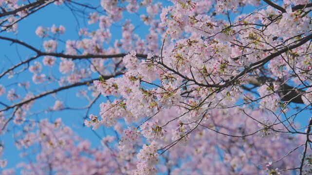 4K スローモーション　日本の春の風景、多摩川沿いの美しい桜並木と桜吹雪