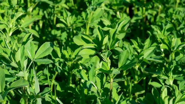 Lush Green Alfalfa Field Growing Under Bright Sunlight