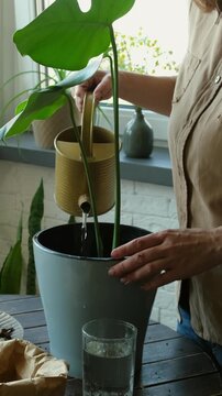 Vertical video. Home gardening. Woman watering monstera plant after replanting. 