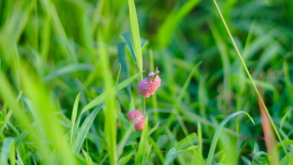 This image shows a very typical object of the rice field or wetland ecosystem, namely a collection of mulberry snail eggs (golden apple snails). © Didit