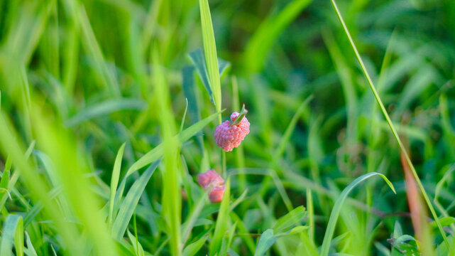 This image shows a very typical object of the rice field or wetland ecosystem, namely a collection of mulberry snail eggs (golden apple snails).