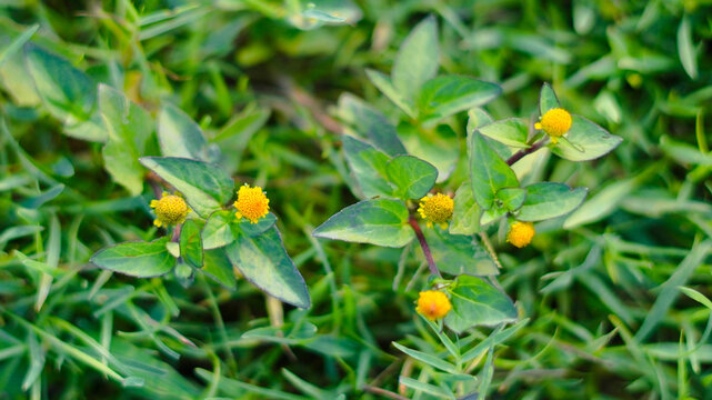 This image shows a small-flowered wild plant known as Jotang or Jotang Kuda (Acmella paniculata). This plant belongs to the Asteraceae family and is often found growing creepingly on damp soil.