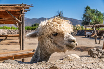 Fototapeta premium Close-up portrait of a fluffy white alpaca on a ranch with mountain landscape and wooden shelter in the background